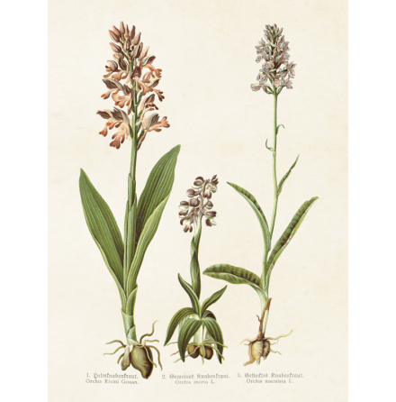 Poster vintage orchider, 18x24 cm Skna Ting