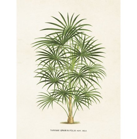Poster vintage palm, 18x24 cm Sköna Ting