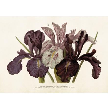 Poster vintage iris, 70x 50 cm Sköna Ting