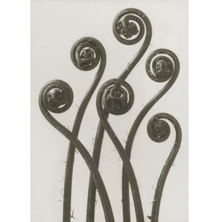 Art Print Blossfeldt, Adiantum Pedatum,50 x 70 cm Sköna Ting