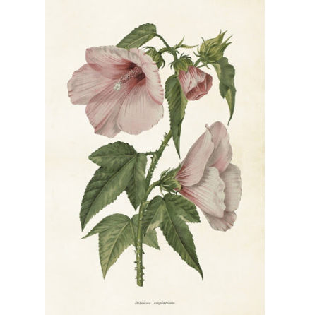 Poster vintage hibiscus, 35x50 cm Sköna Ting