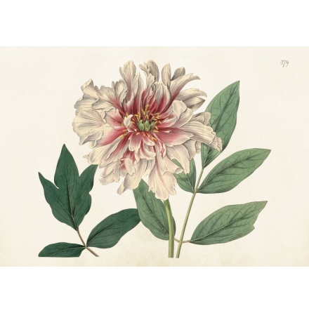 Poster vintage pion, 70x 50 cm Skna Ting